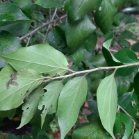 Dovyalis hebecarpa (Gardner) Warb.